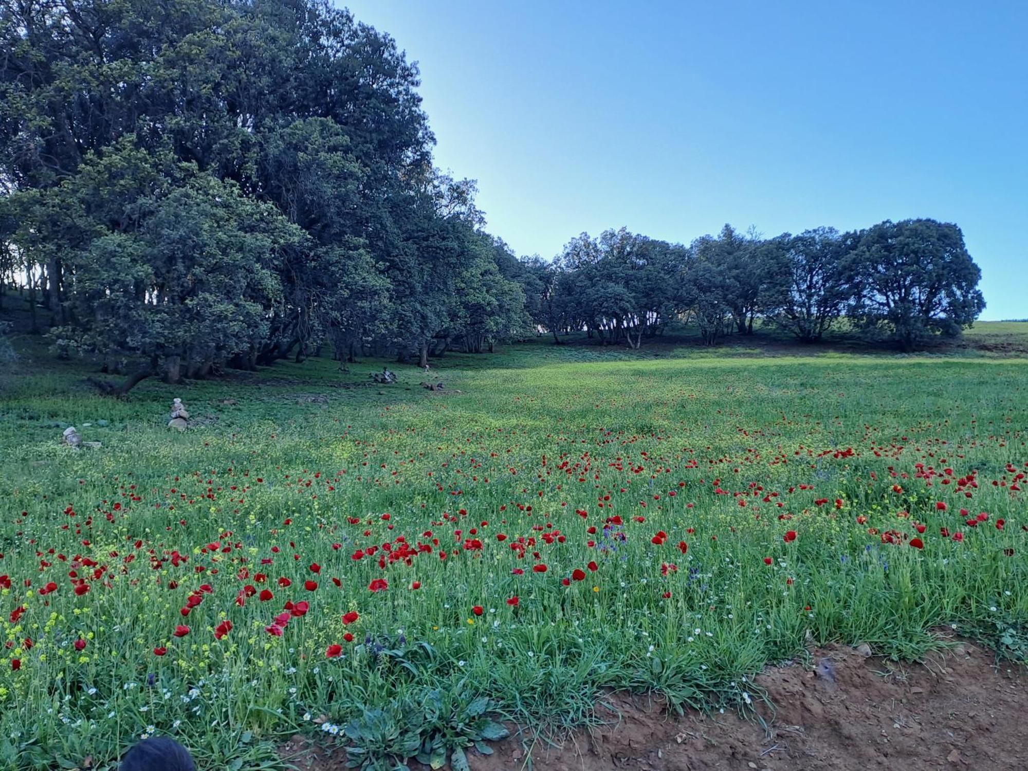 Le Chene D'Azrou Hotel ภายนอก รูปภาพ
